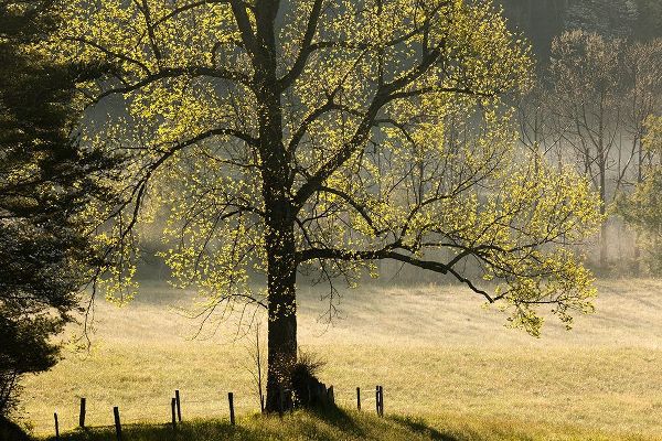 Tree backlit at sunrise-Cades Cove-Cades Cove-Smoky Mountains National Park-Tennessee